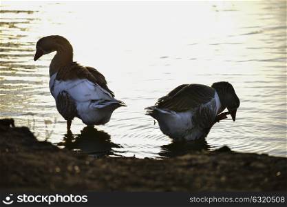 Greylag geese in beautiful Spring sunrise light on lake