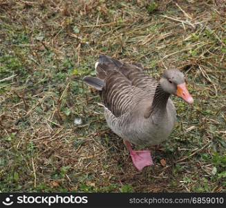 Greylag Goose (Anser anser) bird animal. Greylag Goose (Anser anser) bird animal in a park