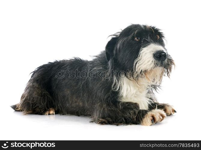griffon dachshund in front of white background