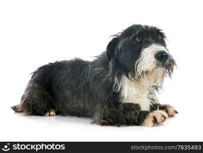 griffon dachshund in front of white background