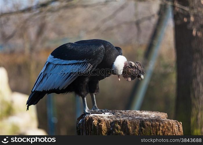 Griffon vulture . Gyps fulvus