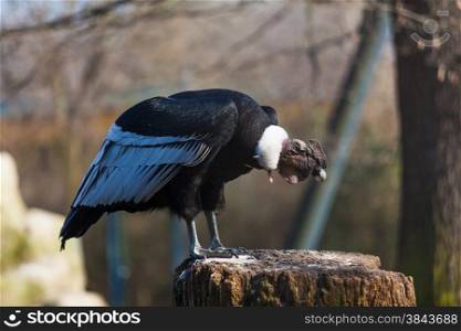 Griffon vulture . Gyps fulvus
