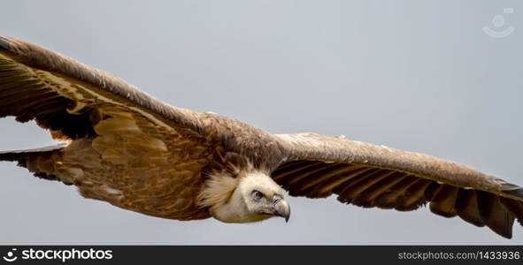 Griffon Vulture, (Gyps fulvus) in flight over a Las Hoces del Rio Duraton in Sepulveda, Segovia, Spain.. Griffon Vulture, (Gyps fulvus)