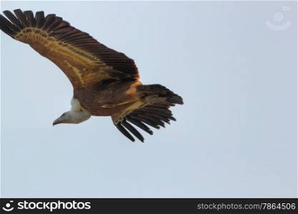 griffon vulture in flight. griffon vulture