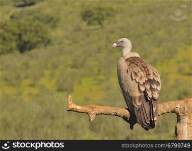 Griffon vulture perched on a log resting.