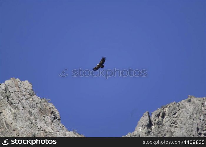 Griffon vulture soaring above windswept peaks