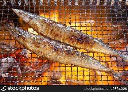 Grilled Pacific saury