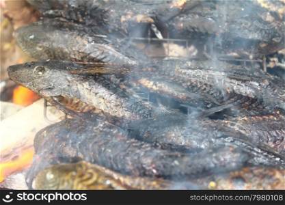 Grilling fish on barbecue