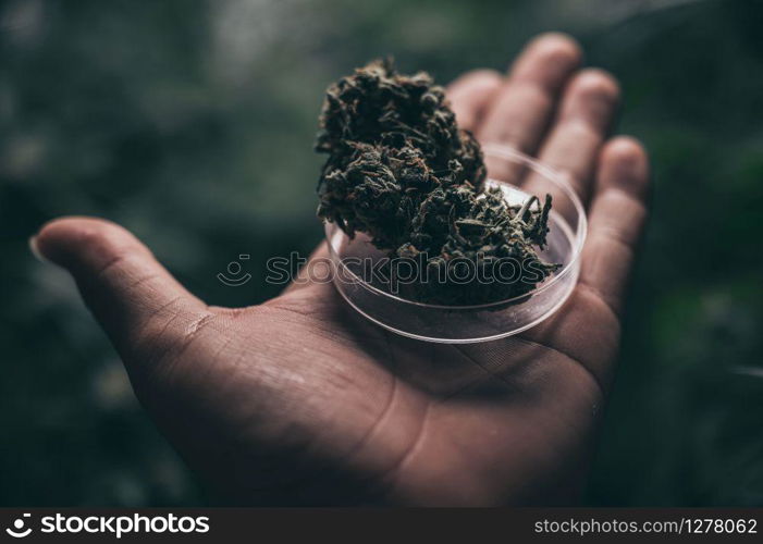 Grinder A lot of marijuana, fresh buds of cannabis many weed