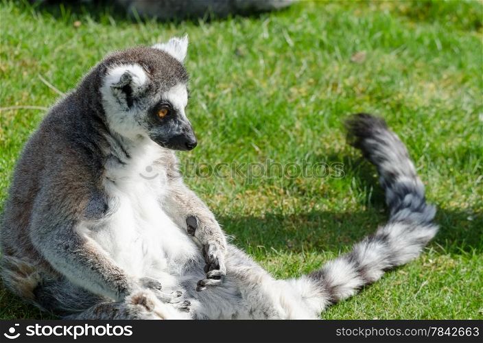 GRing tailed lemur, sitting alone in sunshine