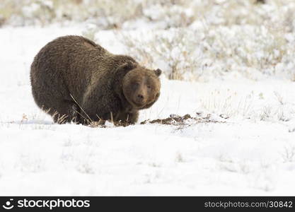 Grizzly bear (#399) digging in the ground for nuts, tubers and seeds