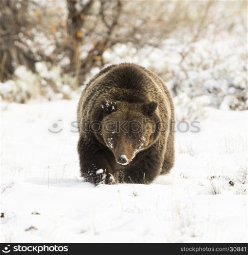 Grizzly bear (#399) in deep snow heading toward camera