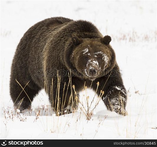 Grizzly bear (#399) in deep snow with paw up