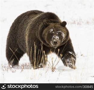 Grizzly bear (#399) in deep snow with paw up