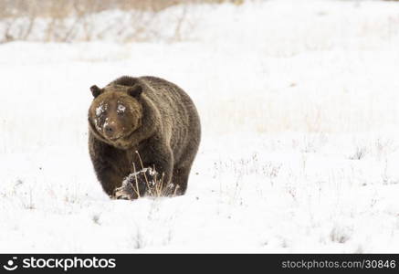 Grizzly bear (#399) in deep snow with paw up slightly) in deep snow