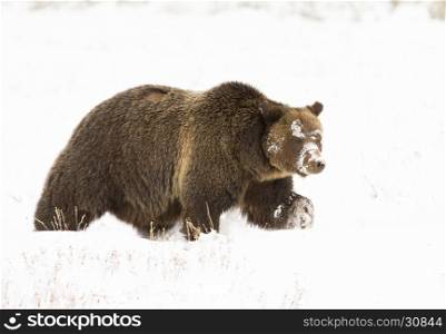 Grizzly bear (#793) in deep snow walking parellel to camera
