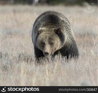 Grizzly bear approachs in deep grass