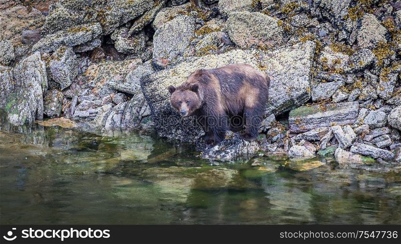 Grizzly Bear at ebb looking for mussels and crabs at a coastal area, Canada