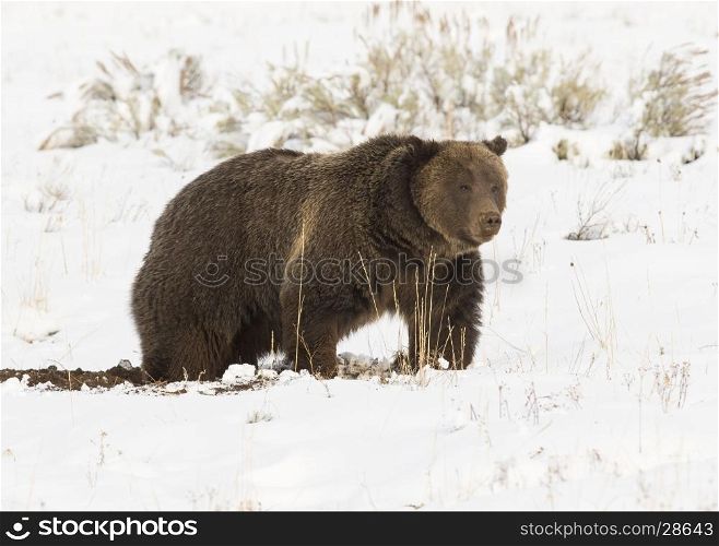 Grizzly bear digging for seeds and tubers with snow