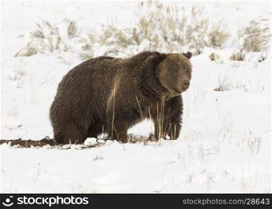Grizzly bear digging for seeds and tubers with snow