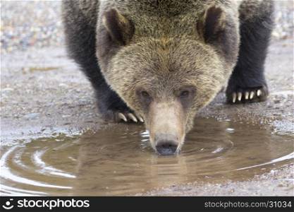 Grizzly bear drinking from mud puddle near edge of road