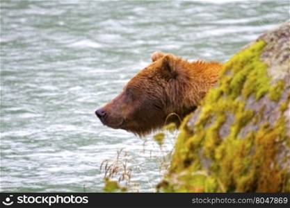Grizzly bear emerges slowly from behind a river rock on the Chilkoot River in Alaska.