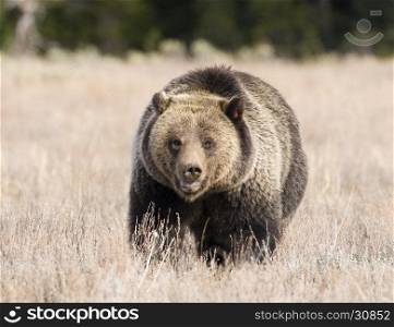 Grizzly bear, front view, in deep grass