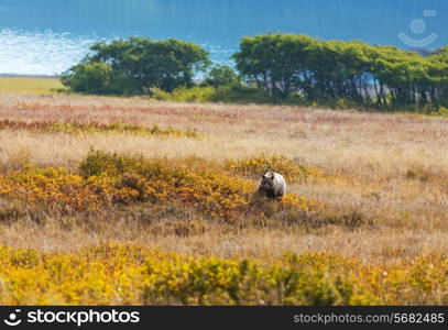 Grizzly bear in autumn season