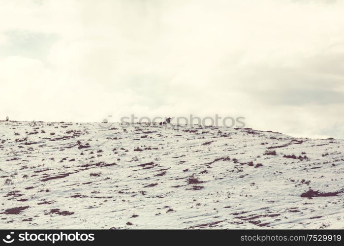 Grizzly bear in autumn snowy mountains, Canada