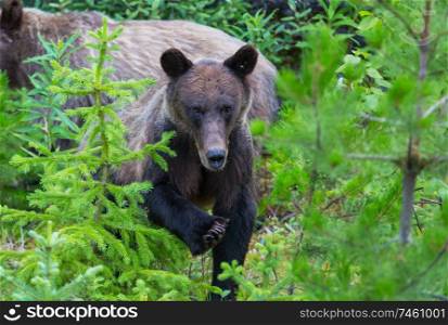 Grizzly bear in summer season