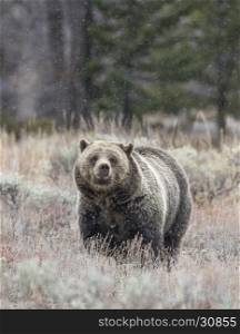 Grizzly bear in the snow feeding on tubers and seeds in sagebrush meadow