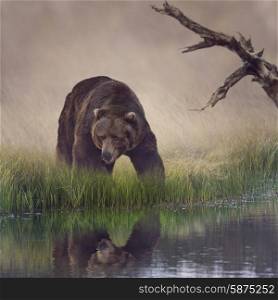 Grizzly Bear Near the Pond