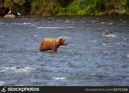 Grizzly bear on Alaska