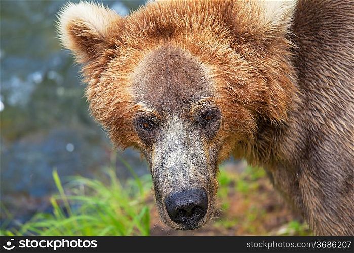 Grizzly bear on Alaska