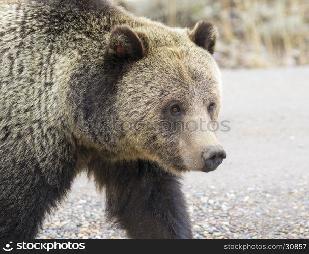 Grizzly bear portrait while crossing road in fall