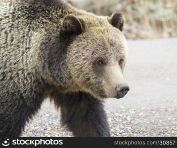 Grizzly bear portrait while crossing road in fall