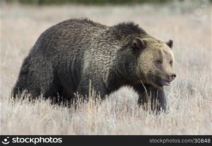 Grizzly bear profile view in deep grass