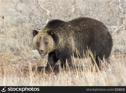 Grizzly bear profile view in deep grass