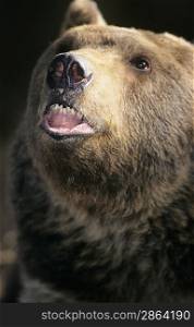 Grizzly bear roaring close-up