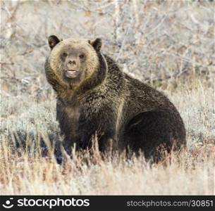 Grizzly bear sitting in deep grass