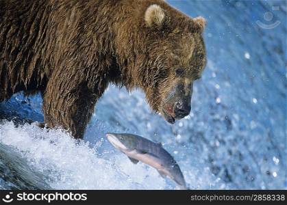 Grizzly bear swimming with fish in mouth