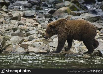 Grizzly bear (ursus arctos horribilis) foraging on a riverside