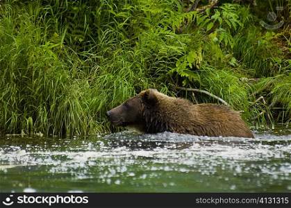 Grizzly bear (Ursus arctos horribilis) in the river