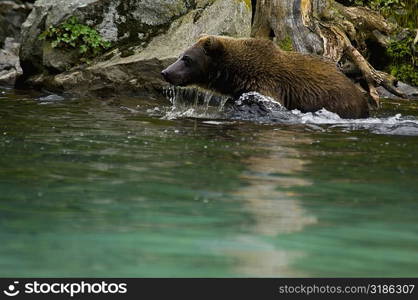 Grizzly bear (Ursus arctos horribilis) in water