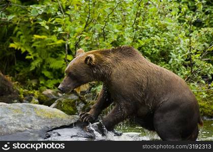 Grizzly bear (Ursus arctos horribilis) on the rock