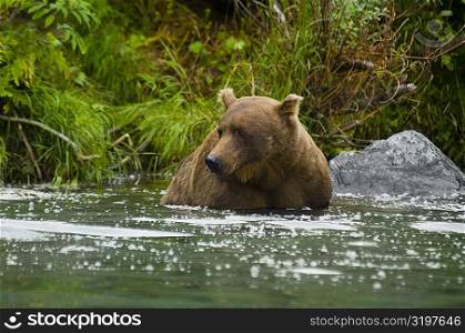 Grizzly bear (Ursus arctos horribilis) wading in water
