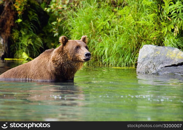 Grizzly bear (Ursus arctos horribilis) wading in water