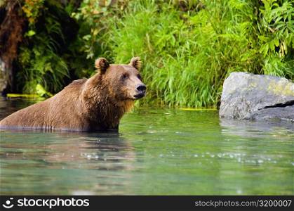 Grizzly bear (Ursus arctos horribilis) wading in water