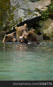 Grizzly bear (Ursus arctos horribilis) with its two young cubs in a lake