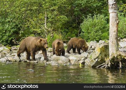 Grizzly bear (Ursus arctos horribilis) with two young cubs walking in a forest
